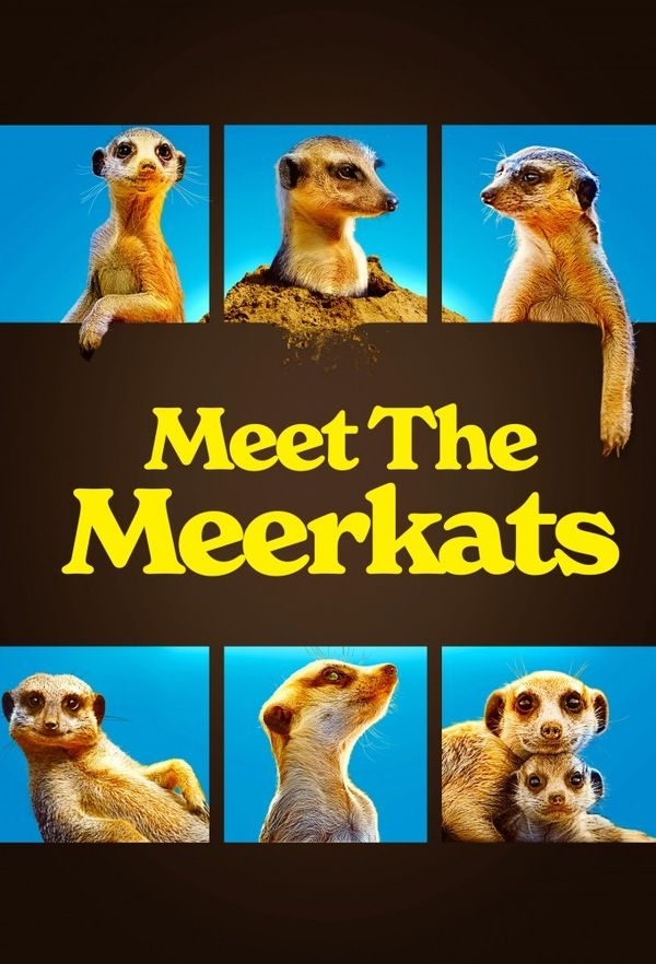 Знакомимся с сурикатами / Meet the Meerkats / 2021