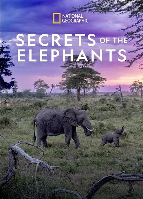 Тайны слонов / Secrets of the Elephants / 2023