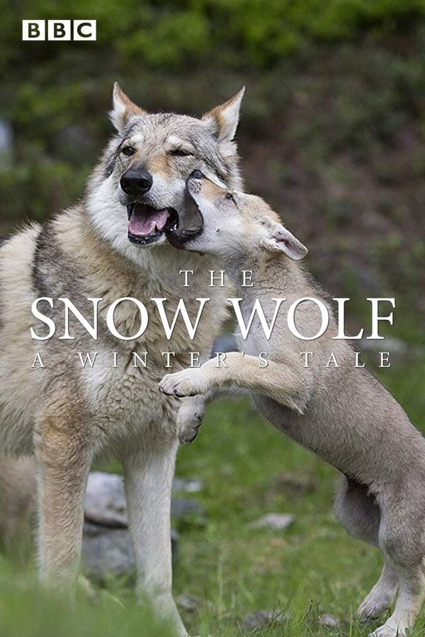 Снежный волк. Зимняя сказка / The Snow Wolf: A Winter's Tale / 2018