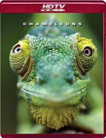 Хамелеоны мира / Chameleons of the world / 2011