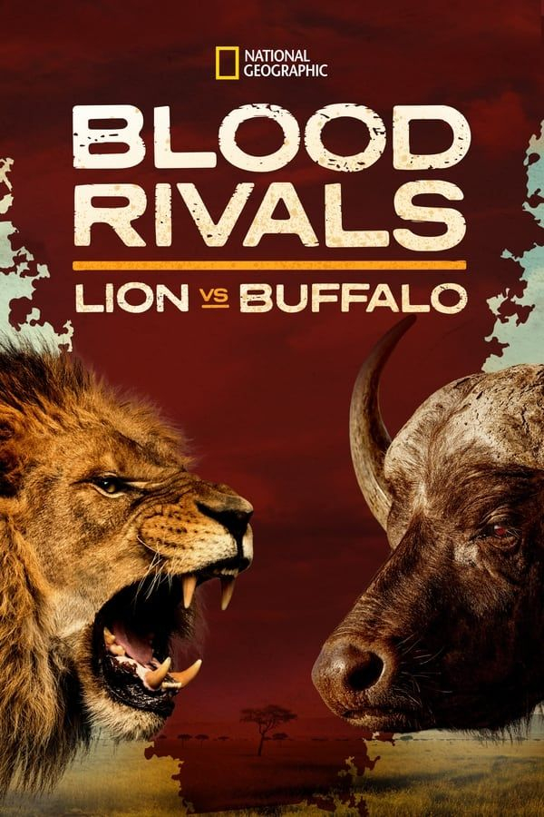 Кровная вражда. Лев против буйвола / Blood Rivals Lion vs Buffalo: Buffalo Fortress / 2014